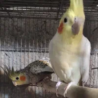 سه جفت عروس هلندی مولد