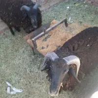 بره نر