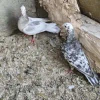 سار|پرنده|نیشابور, دارایی|دیوار