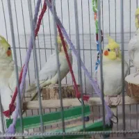 فروش ۲ تا عروس هلندی دستی سخنگو سالم