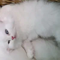 جذاب خشکل برتیش وپرشین اسکاتیش
