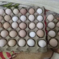 تخم مرغ خوارکی و نطفه دار و جوجه زیر مرغی