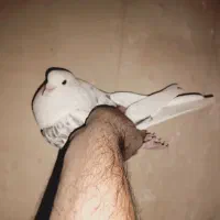 کفتر کبوتر شب گیر از بلندی