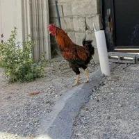 خروس محلی چهل تاج