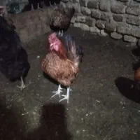 خروس مینیاتوری چهل تاج