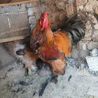 دو مرغ و یک خروس برهما