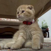 گربه ماده ۸ ماهه اسکاتیش گولد