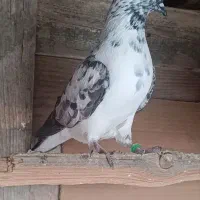 کبوتر سوسک جوانه پرشی