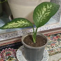 گل طبیعی