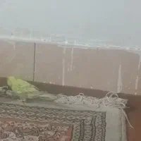 مرغ عشق|پرنده|مشهد, کشف|دیوار