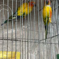 جفت خورشیدی سان مولد