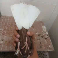 کفتر|پرنده|آباده, |دیوار