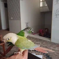 طوطی گرینچیک کاملا دستی.۴۵۰۰