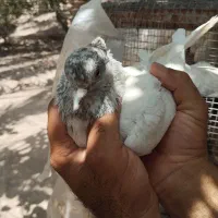 کفتر|پرنده|نرماشیر, |دیوار