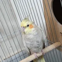 عروس هلندی