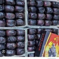 خرمای مضافتی بم