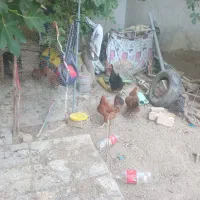 فروش مرغ محلی تخمی