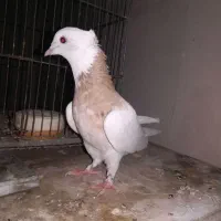 طوقی نروماده