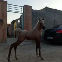 مادیون کره کامران