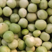 نخودفرنگی