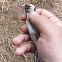 ماده سهره