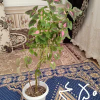 گل وگیاه حسن یوسف وموسی در گهواره