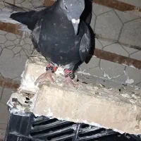 کبوتر|پرنده|گتوند, |دیوار