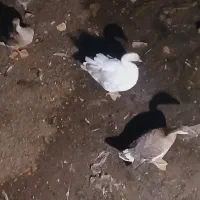 غاز