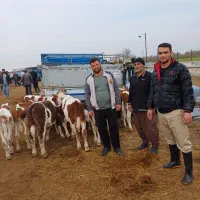 فروش انواع گوساله سیمنتال هلشتاین