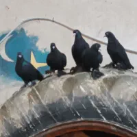 کبوتر اویناخ