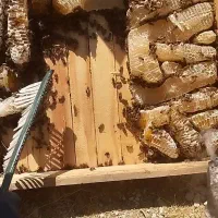 عسل ۱۰۰درصدطبیعی  بدون شکر  خاصیت درمانی