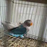 جوجه برزیلی و مرغ عشق مولد
