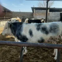 گوساله نر بلژیکی