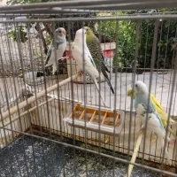 مرغ عشق