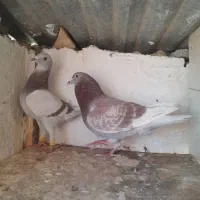 کبوتر غوره ای پیازی