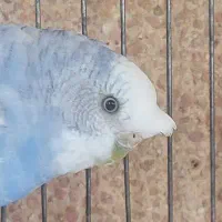 عروس کوتوله گیرینچیک مرغ عشق ماده خوشرنگ