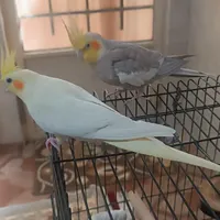 عروس هلندی
