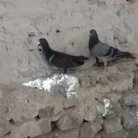 پرنده..|پرنده|تایباد, |دیوار