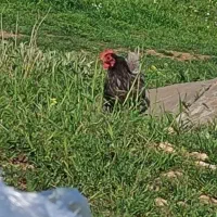 مرغ و خروس