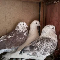 ۳تا نر پرشی