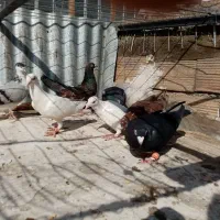 کفتر صید مفت دانه 140 نر ماده کاکلی