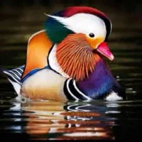 تخم نطفه دار اردک ماندارین و کارولین رنگی و...