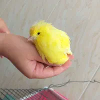 حراج قناری نر سوپر دستی مست