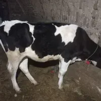 گوساله هلشتین ماده