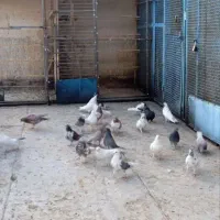 کبوتر‌سر‌بری