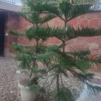 کاج مطبق