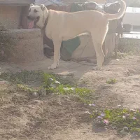 سگ سرابی نر ۹ماهه