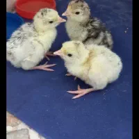 بوقلمون با تخم