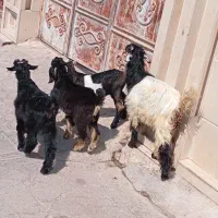 چهار بیگ یک نر و سه ماده سالم و خوش خوراک پاک پاک
