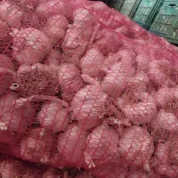 سیر سورت شده بدون قارچ